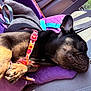 dog, sleeping, purple_pillow, car_seat, sunlight, harness, black_fur, tan_paws, pet, relaxing, close_up, domestic_animal, canine, resting, interior, seatbelt, cute, animal, nap, cozy