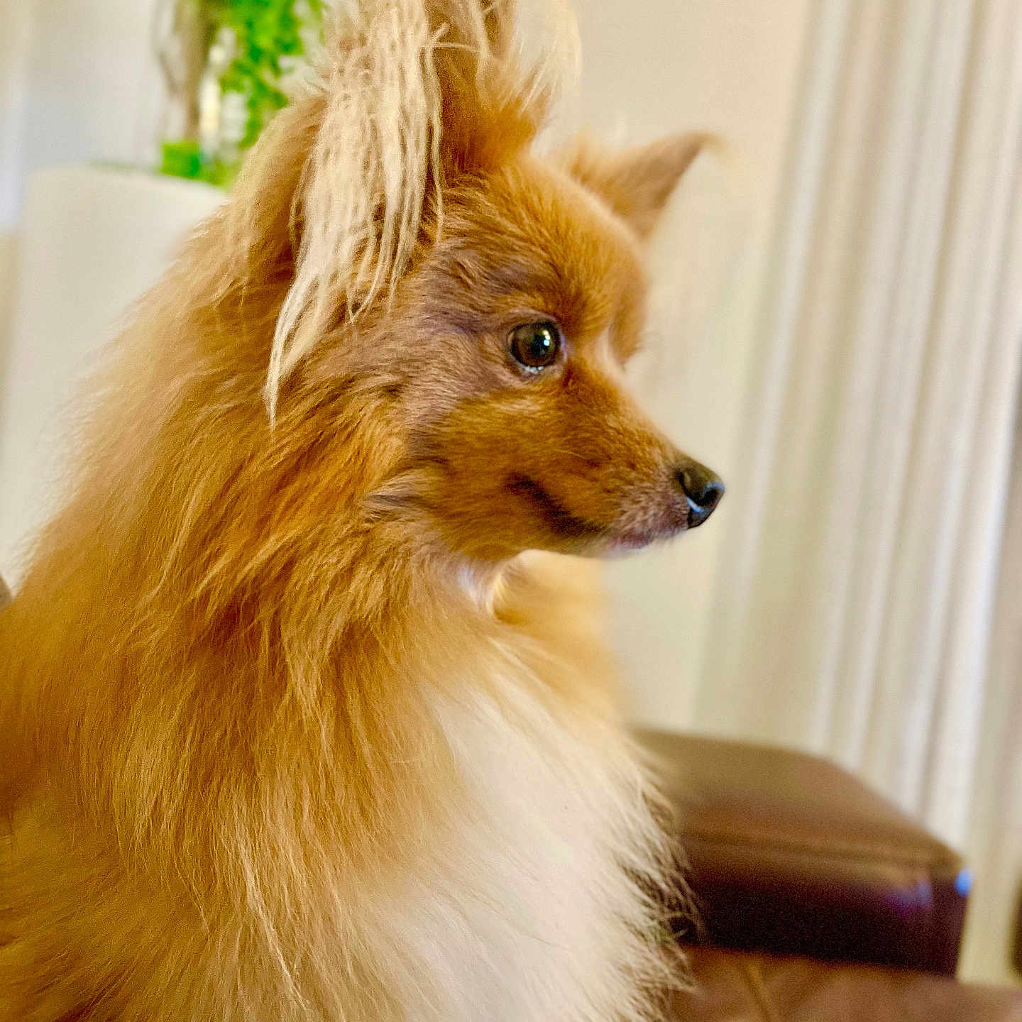Cookie a rejoint le concours — aidez-le/la à gagner de superbes lots ! animal, background, brown, close_up, couch, curious, dog, domestic, ears, fluffy, fur, furniture, houseplant, indoor, leather, pet, plant, portrait, side_view, white