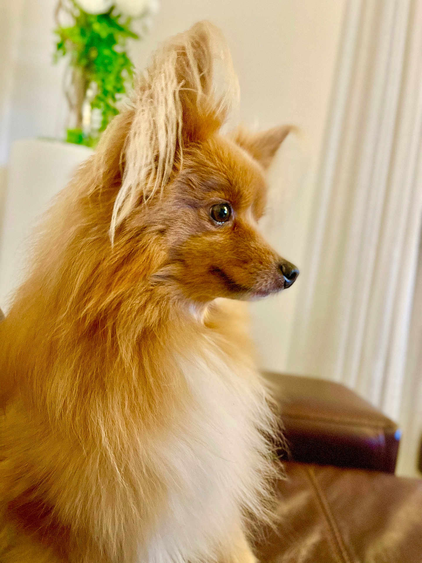 Cookie a rejoint le concours — aidez-le/la à gagner de superbes lots ! dog, fluffy, brown, white, pet, indoor, couch, fur, ears, side_view, close_up, animal, domestic, curious, leather, plant, background, portrait, houseplant, furniture