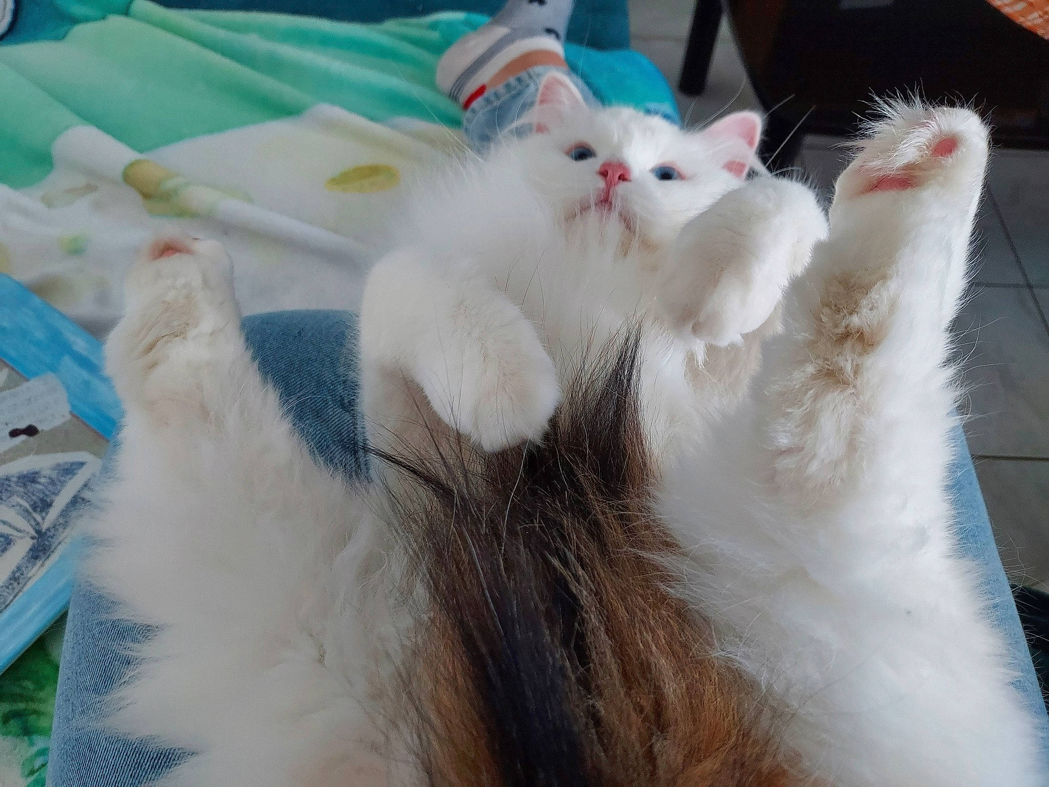 Hellébore a rejoint le concours — aidez-le/la à gagner de superbes lots ! carnivore, cat, claw, comfort, domestic_short_haired_cat, fang, fawn, felidae, fur, gesture, paw, small_to_medium_sized_cats, tail, whiskers