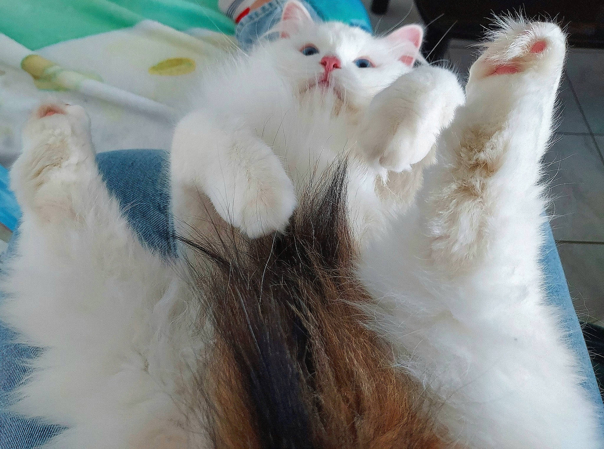 Hellébore a rejoint le concours — aidez-le/la à gagner de superbes lots ! carnivore, cat, claw, domestic_short_haired_cat, fawn, felidae, fur, gesture, paw, photography, small_to_medium_sized_cats, tail, whiskers, white