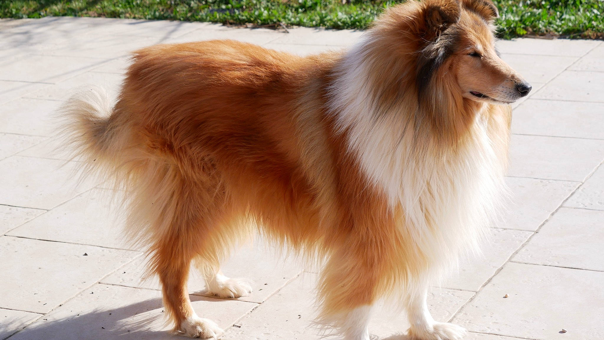 Délice a rejoint le concours — aidez-le/la à gagner de superbes lots ! canidae, carnivore, companion_dog, dog, dog_breed, fawn, fur, german_spitz, german_spitz_klein, german_spitz_mittel, herding_dog, liver, plant, snout, spitz, sporting_group, tail, terrestrial_animal, whiskers, working_animal