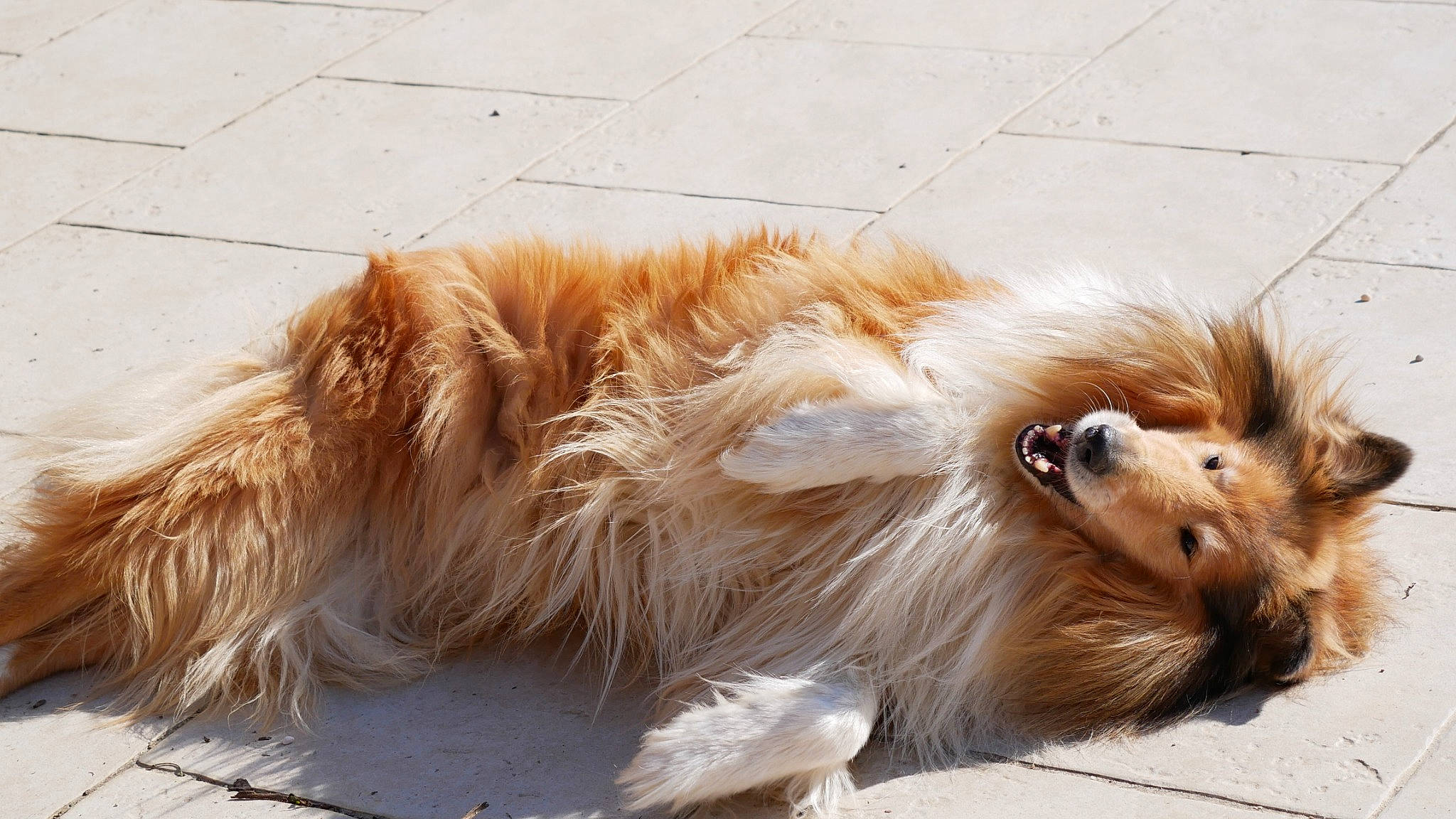 Délice a rejoint le concours — aidez-le/la à gagner de superbes lots ! canidae, carnivore, claw, companion_dog, dog_breed, fawn, felidae, fur, german_spitz, liver, natural_material, paw, small_to_medium_sized_cats, snout, sporting_group, tail, terrestrial_animal, whiskers, working_animal