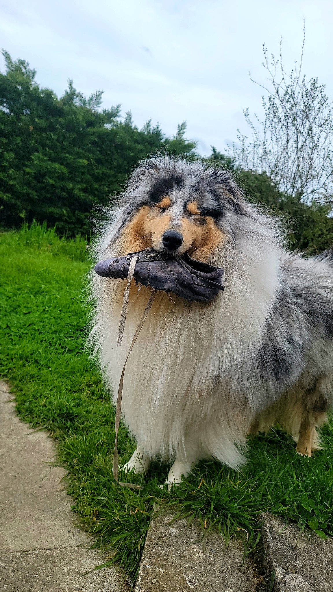 Spock a rejoint le concours — aidez-le/la à gagner de superbes lots ! ancient_dog_breeds, canidae, carnivore, cloud, collie, companion_dog, dog, dog_breed, fur, grass, herding_dog, plant, shetland_sheepdog, sky, snout, sporting_group, terrestrial_animal, tree, working_animal, working_dog