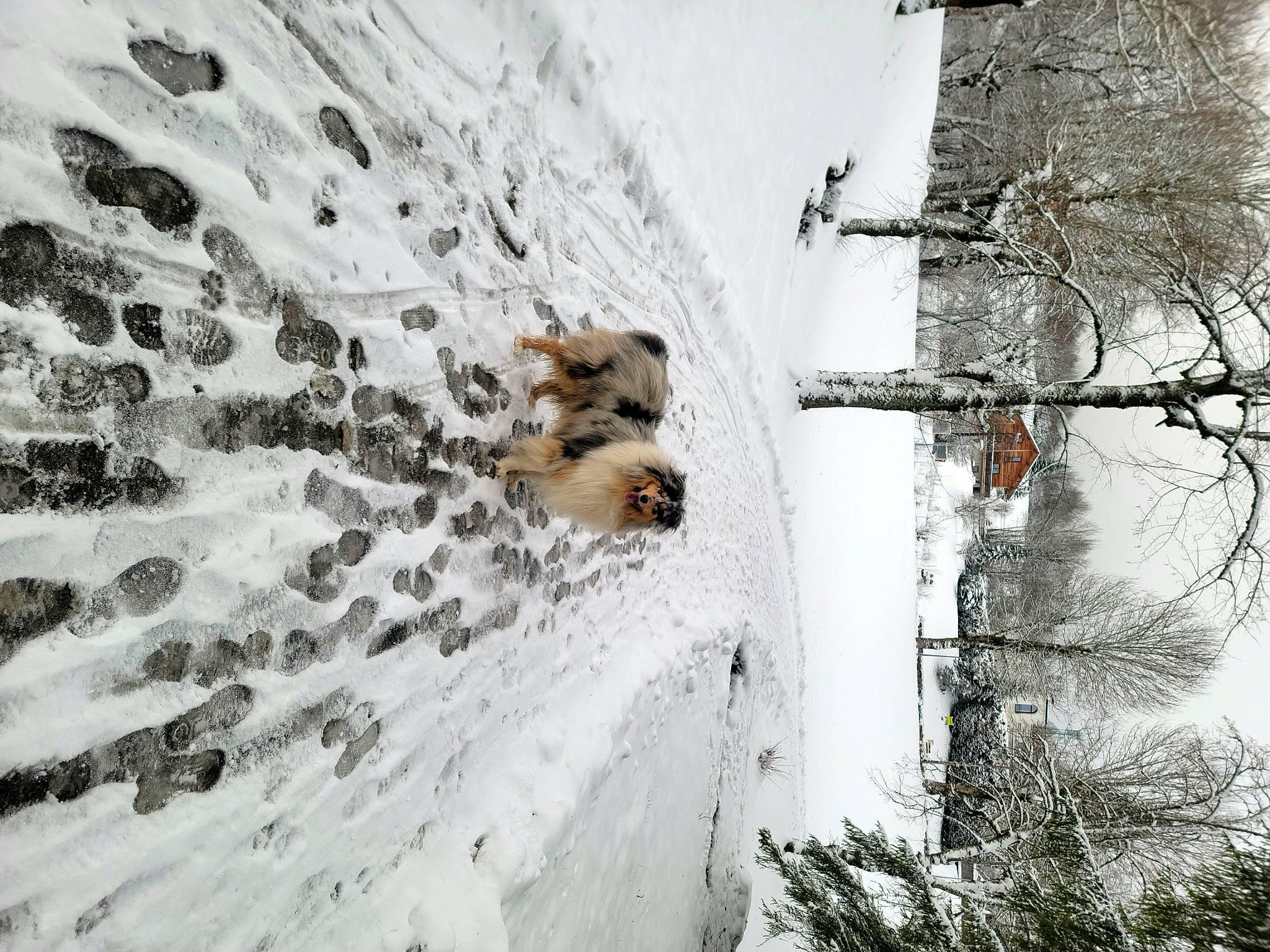 Spock a rejoint le concours — aidez-le/la à gagner de superbes lots ! adventure, bedrock, carnivore, dog, formation, freezing, frost, glacial_landform, landscape, plant, recreation, rock, sky, slope, snow, tree, trunk, twig, winter, wood