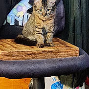 Princeton joined the competition — help win amazing prizes! alert, blanket, carpet, cat, chair, cozy, curious, cute, domestic_animal, feline, furniture, furry, home, indoor, kitten, pet, sitting, small, tabby, wooden_board