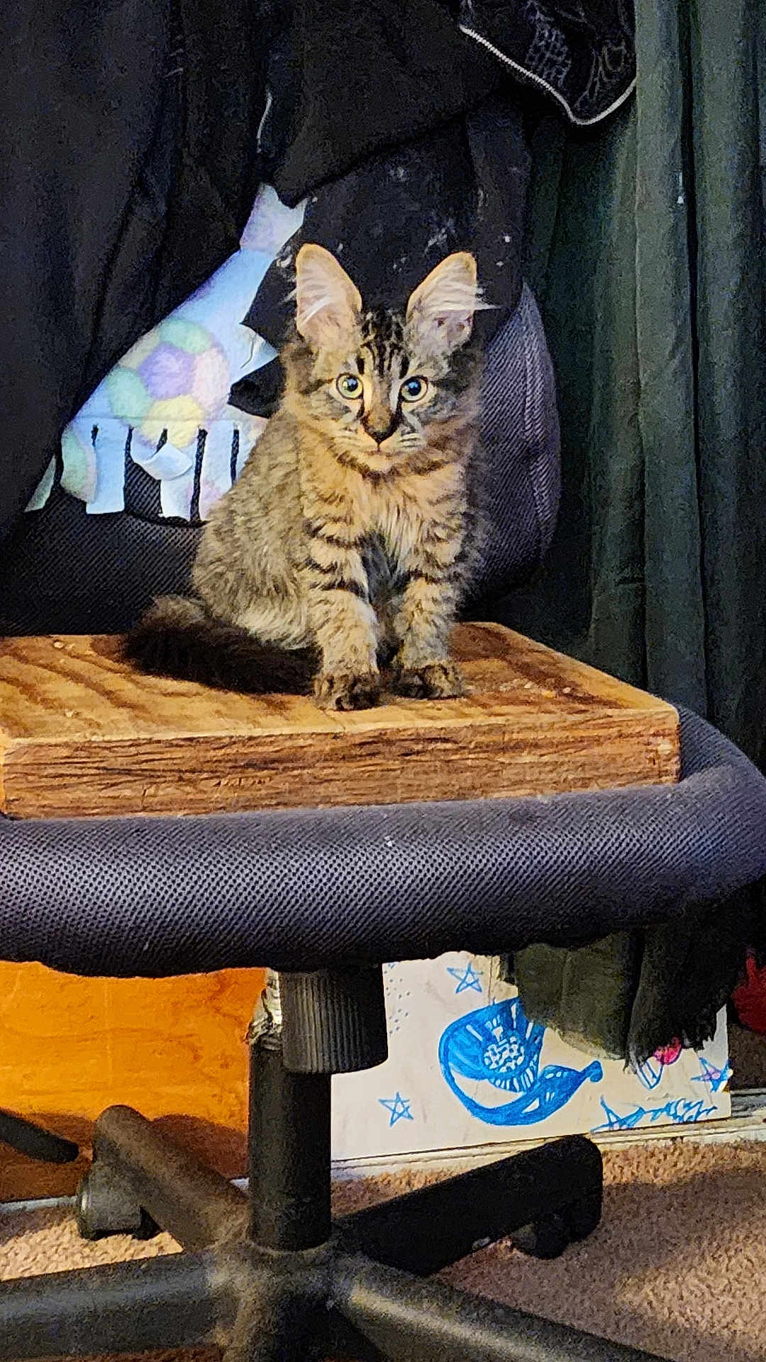 Princeton joined the competition — help win amazing prizes! alert, blanket, carpet, cat, chair, cozy, curious, cute, domestic_animal, feline, furniture, furry, home, indoor, kitten, pet, sitting, small, tabby, wooden_board