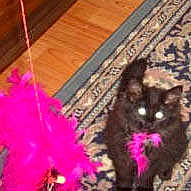 Minxy