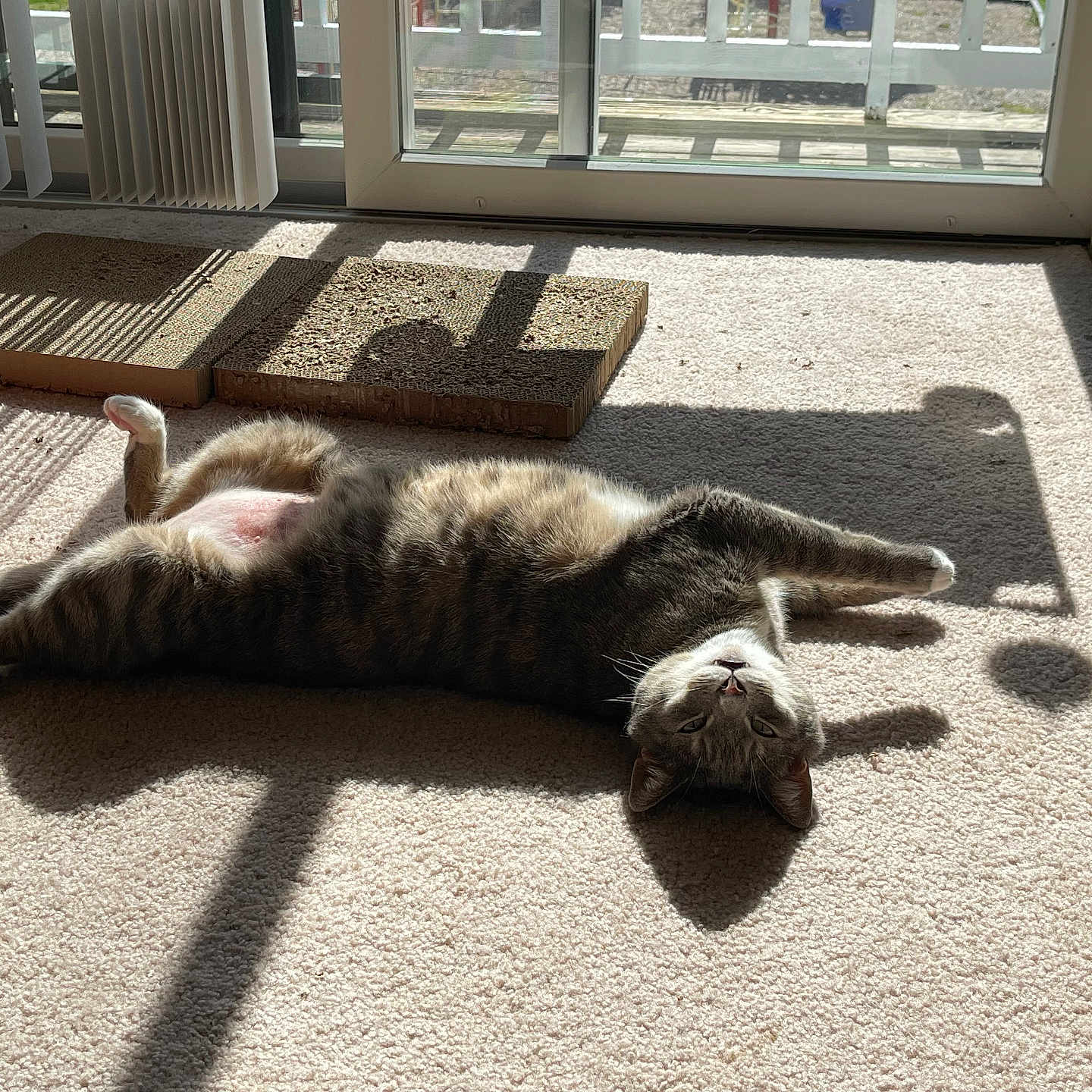Damon is registered to the contest to win money with this photo: animal, architecture, building, cat, couch, door, furniture, hardwood, homedecor, indoors, kitten, livingroom, manx, person, pet, room, sleeping, table, window, wood