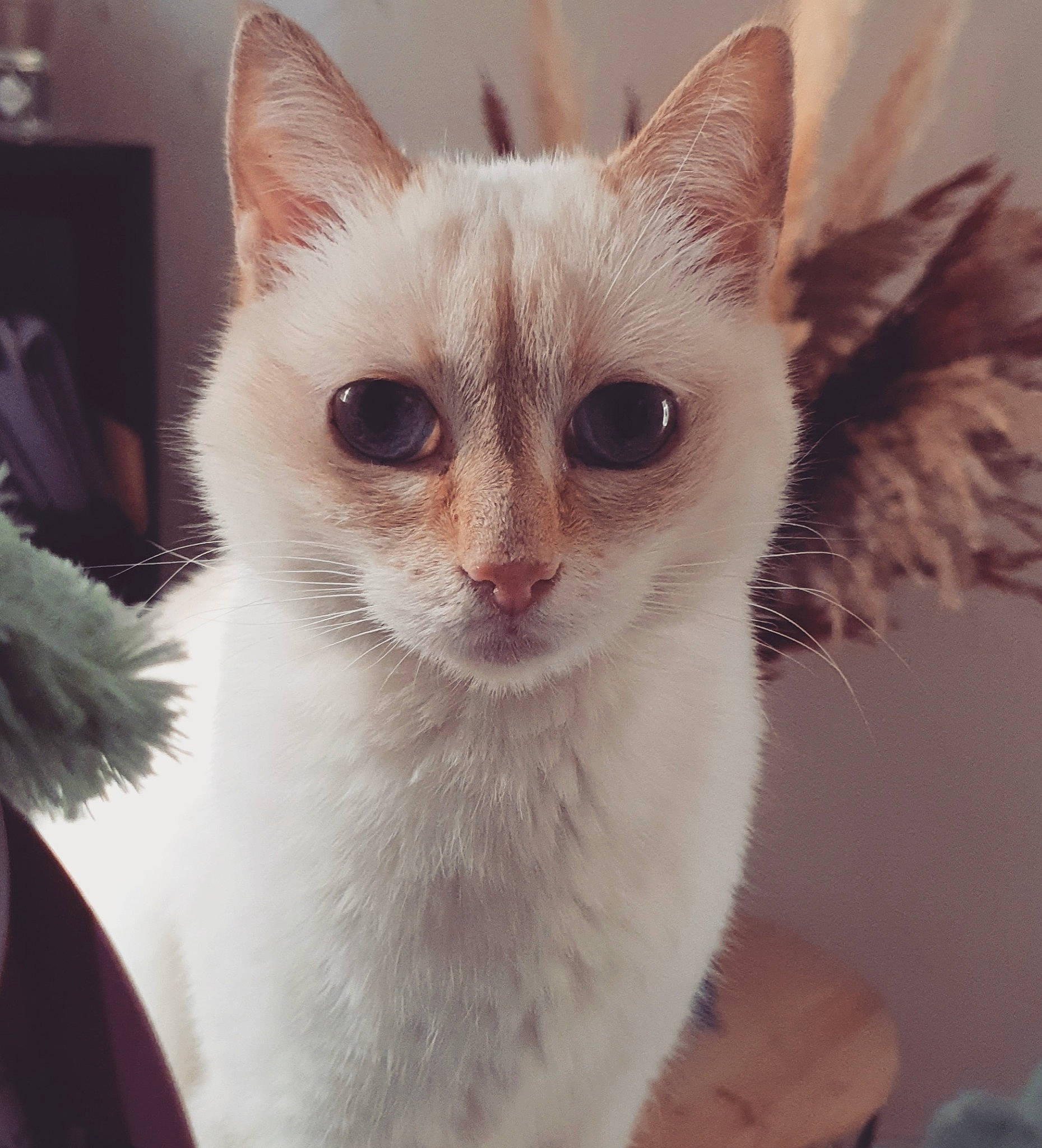 Châtaigne participe au concours pour gagner de l'argent avec cette photo : carnivore, cat, cat_furniture, domestic_short_haired_cat, ear, eye, fawn, felidae, fur, head, paw, small_to_medium_sized_cats, snout, tail, whiskers, window