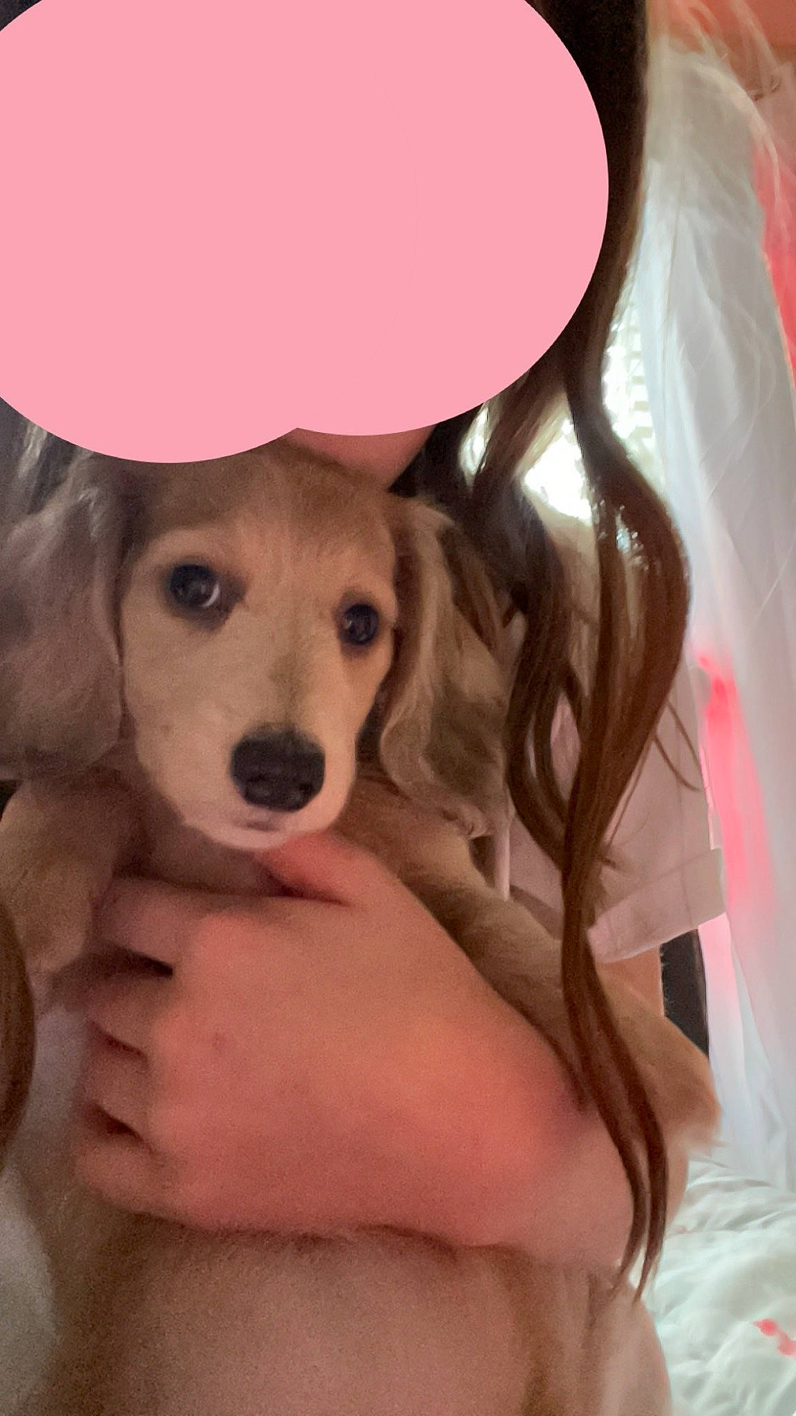 Penny is registered to the contest to win money with this photo: cap, carnivore, companion_dog, dog, dog_breed, ear, eyelash, fashion_accessory, fawn, fur, gesture, happy, helmet, magenta, nail, pink, puppy_love, snout, sporting_group, working_animal