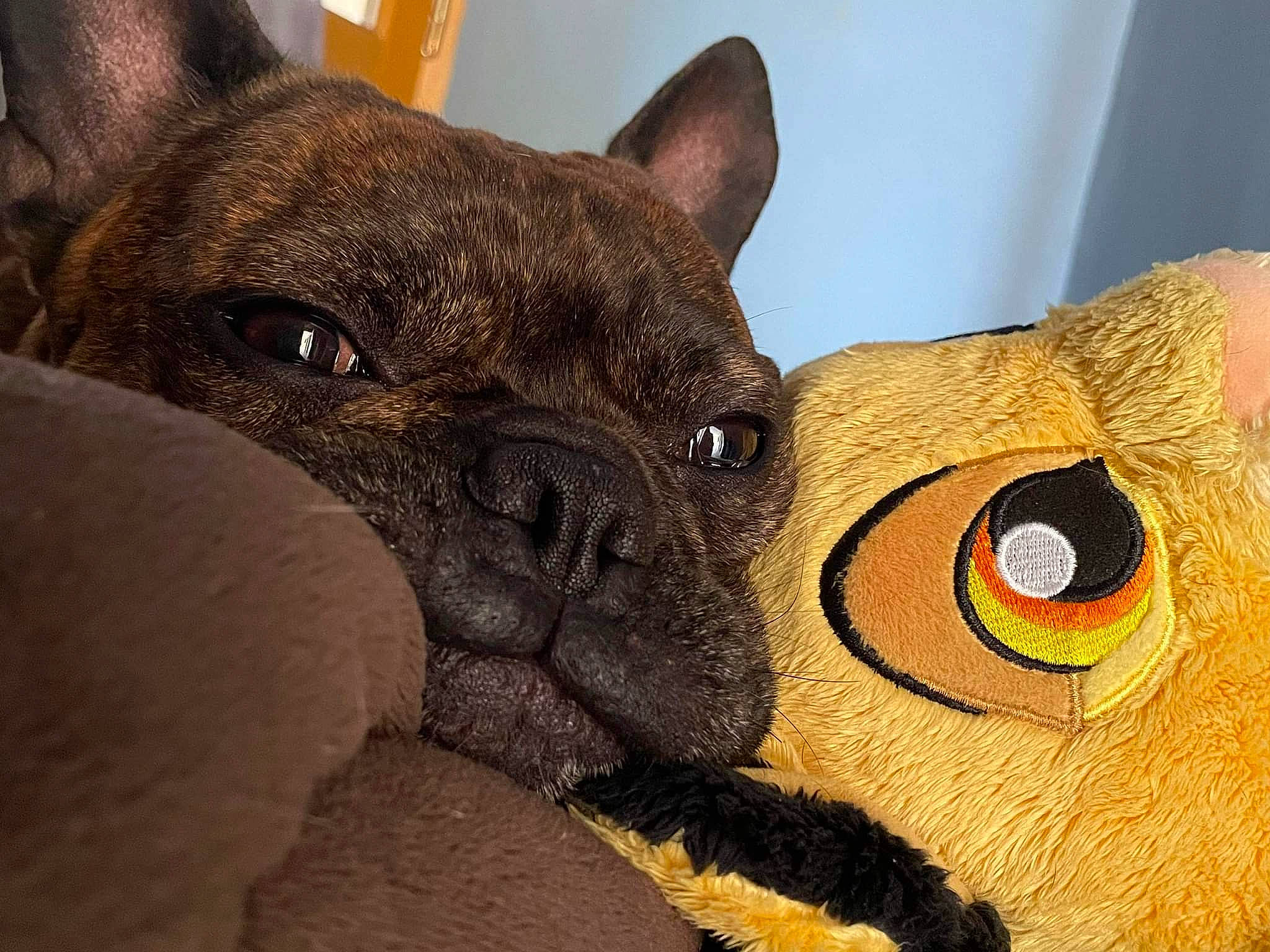 Pablo participe au concours pour gagner de l'argent avec cette photo : bulldog, canidae, carnivore, companion_dog, dog, dog_breed, ear, fawn, french_bulldog, mammal, molosser, pug, snout, sporting_group, terrestrial_animal, toy_dog, vertebrate, whiskers, working_animal, wrinkle