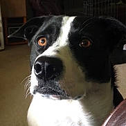 Katie is registered to the contest to win money with this photo: dog, black_and_white, close_up, indoor, pet, animal, brown_eyes, fur, canine, face, looking, curious, nose, whiskers, ears, furniture, crate, carpet, lighting, portrait