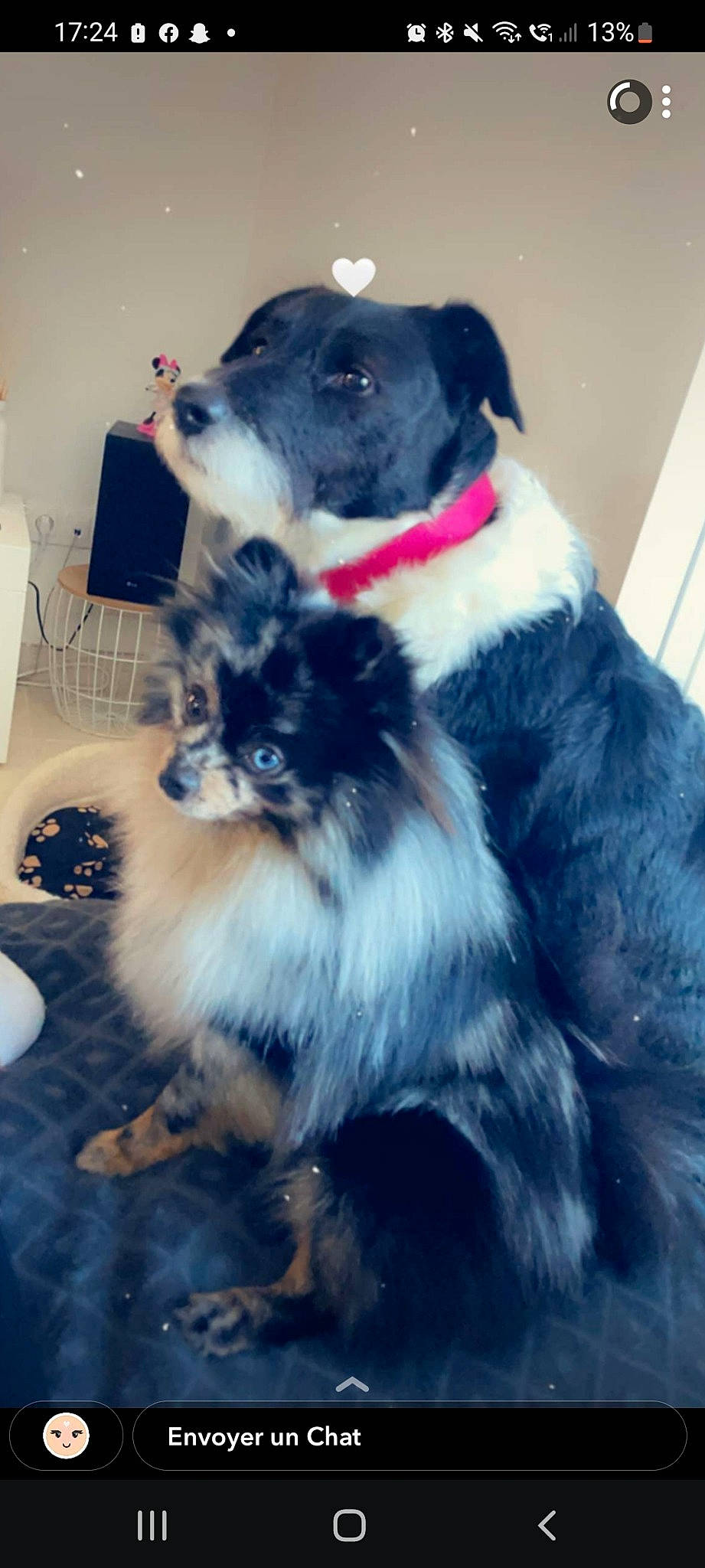 Inaya participe au concours pour gagner de l'argent avec cette photo : automotive_tire, ball, canidae, carnivore, chair, collar, companion_dog, dog, dog_breed, felidae, fur, non_sporting_group, sitting, snout, sporting_group, tail, toy_dog, whiskers, working_animal, working_dog