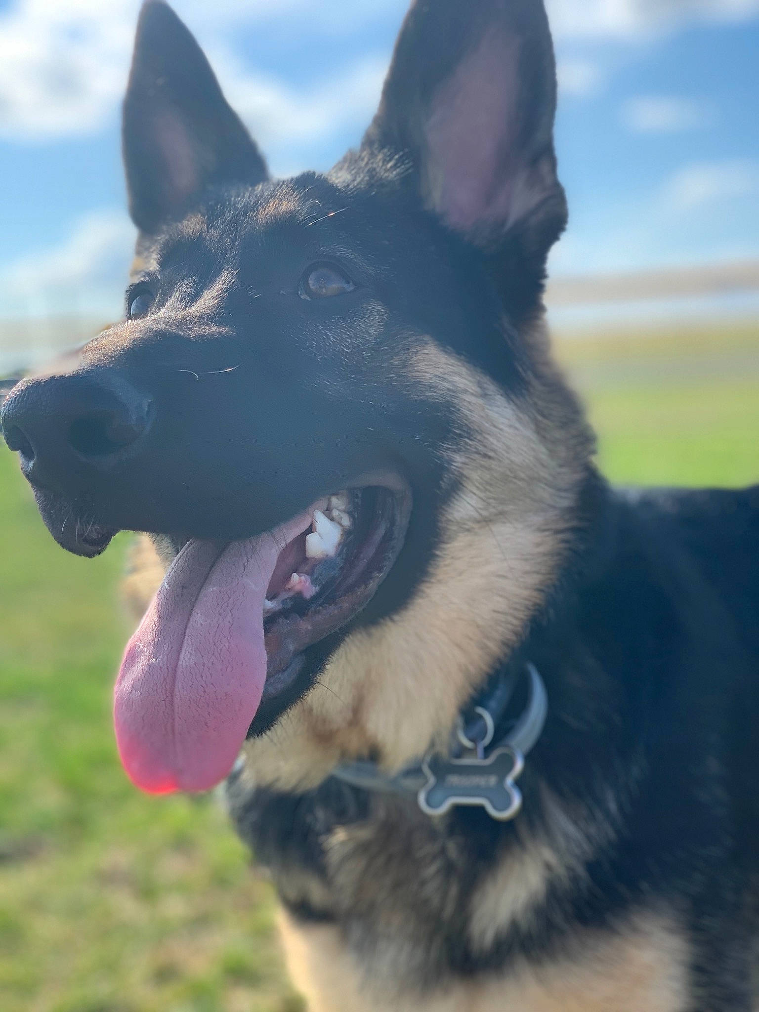 Trooper is registered to the contest to win money with this photo: belgian_shepherd, belgian_shepherd_malinois, bohemian_shepherd, canidae, carnivore, dog, dog_breed, ear, east_european_shepherd, german_shepherd_dog, king_shepherd, kunming_wolfdog, mammal, old_german_shepherd_dog, police_dog, shiloh_shepherd_dog, sky, snout, vertebrate, working_dog