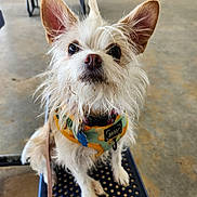 Lemon is registered to the contest to win money with this photo: animal, background_blur, bench, close_up, concrete_floor, curious, daylight, dog, fence, harness, large_ears, leash, looking_up, outdoor, pet, picnic_table, scruffy, sitting, small_dog, white_fur