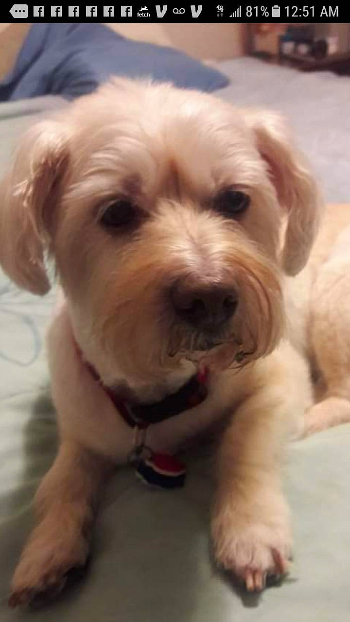 Happy joined the competition — help win amazing prizes! canidae, carnivore, cloud, companion_dog, dog, dog_breed, dog_collar, fur, labradoodle, maltepoo, puppy, puppy_love, shih_poo, small_terrier, smile, snout, sporting_group, terrier, toy_dog, working_animal