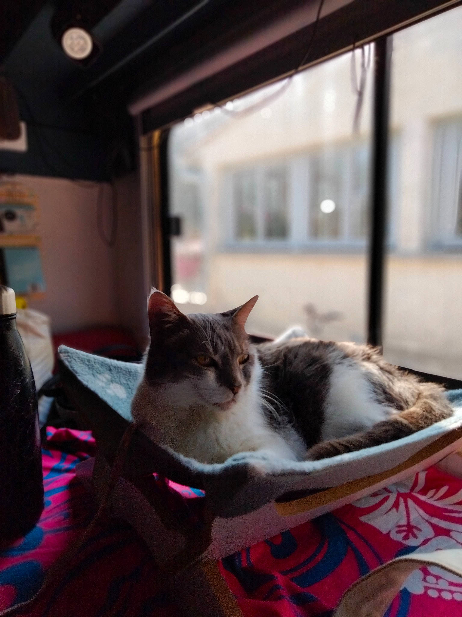 Nicky participe au concours pour gagner de l'argent avec cette photo : carnivore, cat, comfort, domestic_short_haired_cat, felidae, flooring, fur, mammal, plant, room, sitting, small_to_medium_sized_cats, tail, tree, vertebrate, whiskers, window, wood