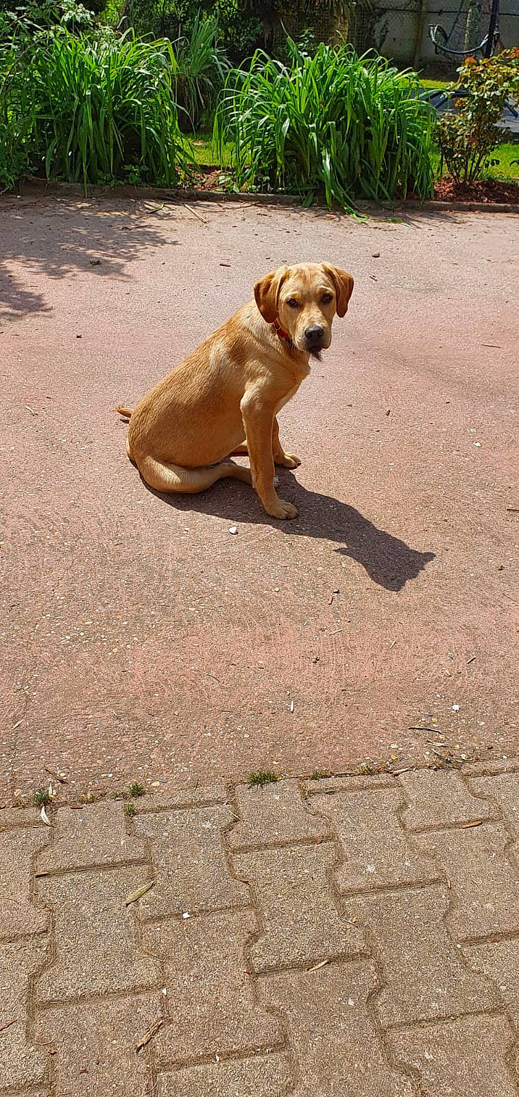 Symba a rejoint le concours — aidez-le/la à gagner de superbes lots ! asphalt, carnivore, collar, companion_dog, curb, dog, dog_breed, dog_collar, fawn, grass, paw, plant, road, road_surface, shadow, snout, soil, street_dog, tail, working_animal