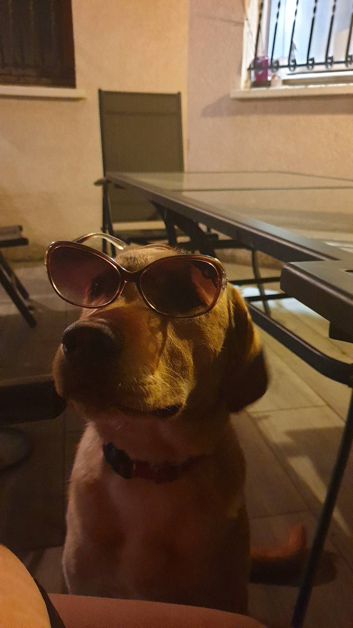 Symba a rejoint le concours — aidez-le/la à gagner de superbes lots ! canidae, carnivore, collar, companion_dog, dog, dog_breed, eyewear, fawn, floor, flooring, fur, hardwood, picture_frame, snout, sporting_group, tail, whiskers, window, wood, working_animal