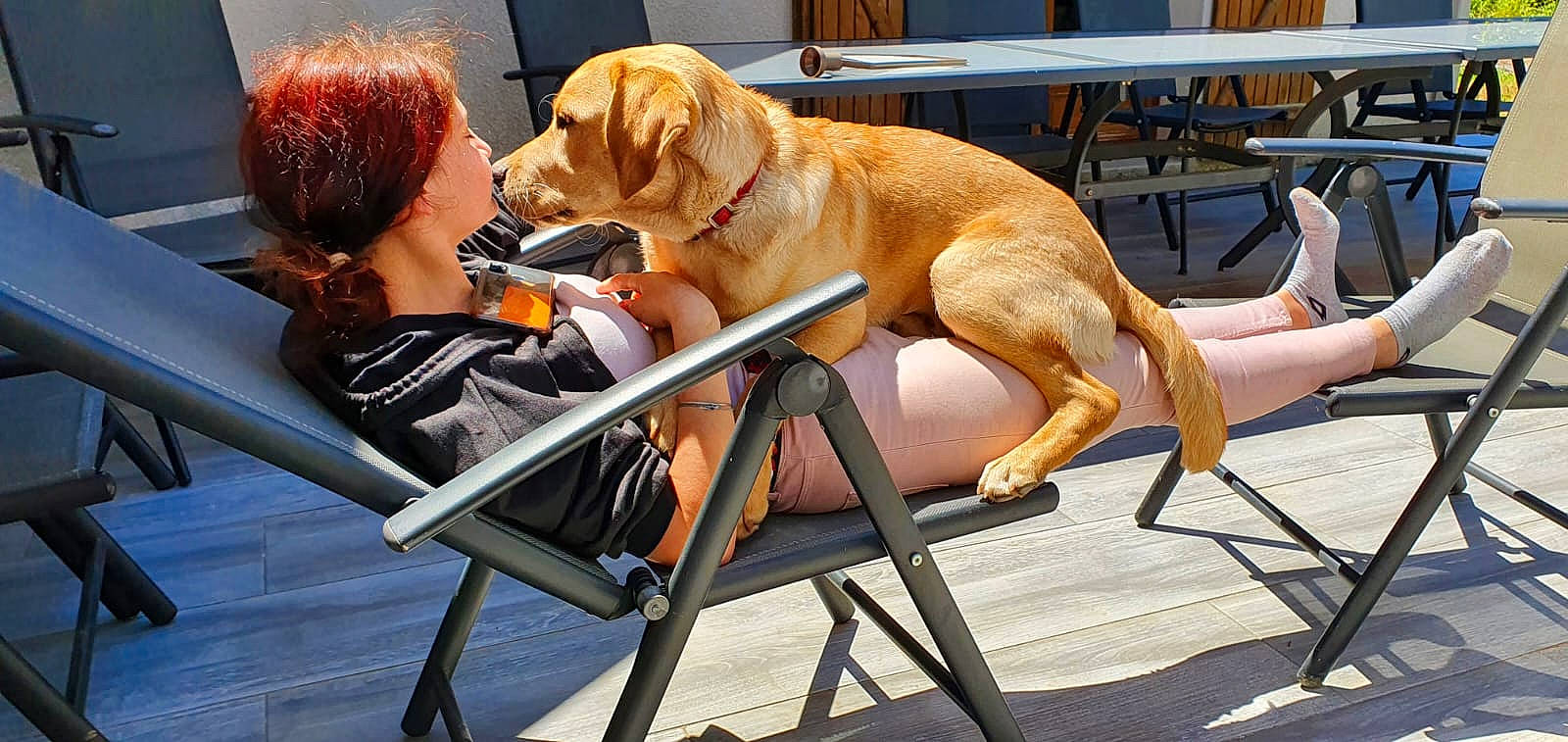 Symba participe au concours pour gagner de l'argent avec cette photo : canidae, carnivore, chair, collar, companion_dog, dog, dog_breed, dog_collar, fawn, fun, guard_dog, leash, leisure, outdoor_furniture, recreation, retriever, sporting_group, table, working_animal, working_dog