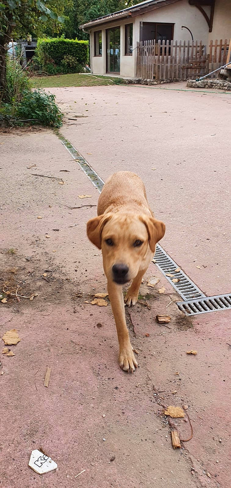 Symba a rejoint le concours — aidez-le/la à gagner de superbes lots ! carnivore, collar, companion_dog, dog, dog_breed, dog_collar, dog_supply, fawn, paw, pet_supply, plant, road, road_surface, shadow, sidewalk, soil, sporting_group, street_dog, tail, working_animal