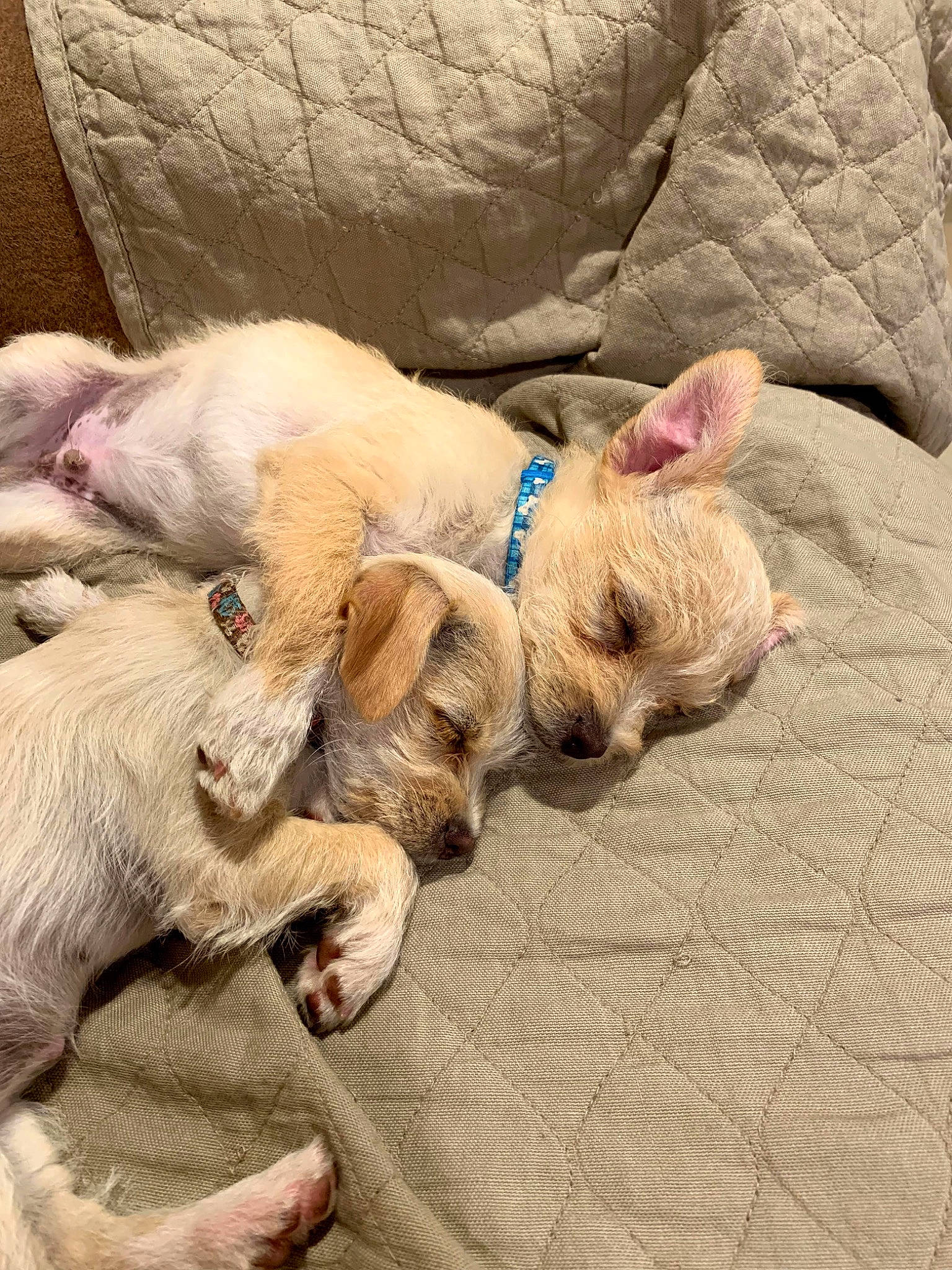 Peewee joined the competition — help win amazing prizes! canidae, carnivore, companion_dog, dog, dog_breed, fawn, mammal, nap, non_sporting_group, puppy, puppy_love, sleep, vertebrate, west_highland_white_terrier