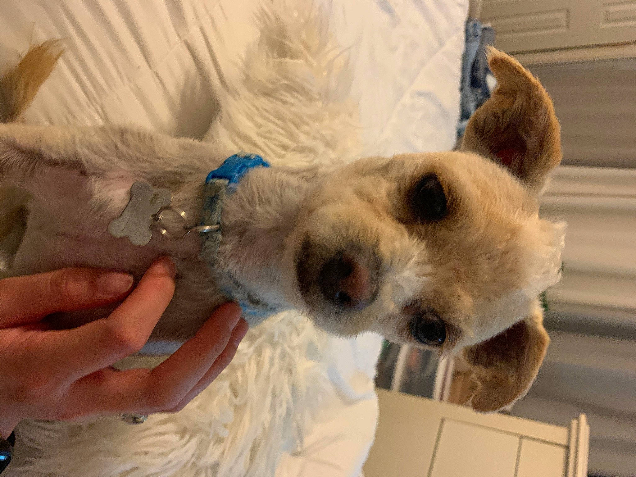 Peewee is registered to the contest to win money with this photo: canidae, carnivore, companion_dog, dog, dog_breed, ear, fox_terrier, mammal, parson_russell_terrier, puppy_love, snout, sporting_group, vertebrate