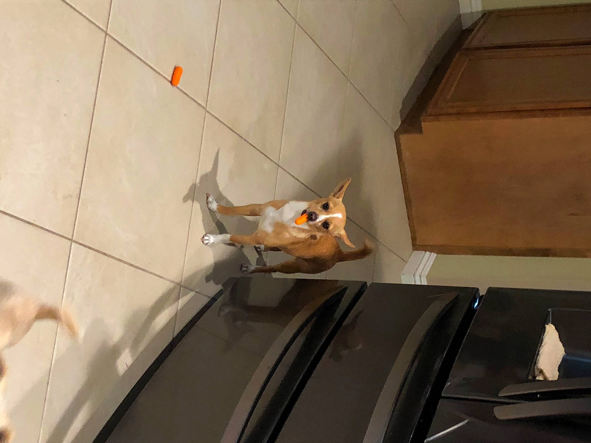 Sugar is registered to the contest to win money with this photo: fawn