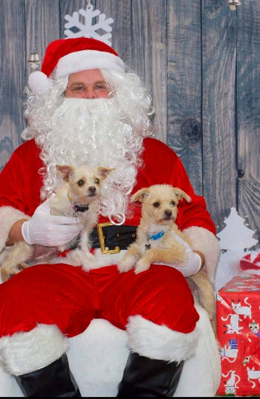 Simpatica joined the competition — help win amazing prizes! beard, canidae, christmas, christmas_eve, companion_dog, dog, dog_breed, facial_hair, fictional_character, holiday, human_body, lap, maltese, santa_claus, sporting_group