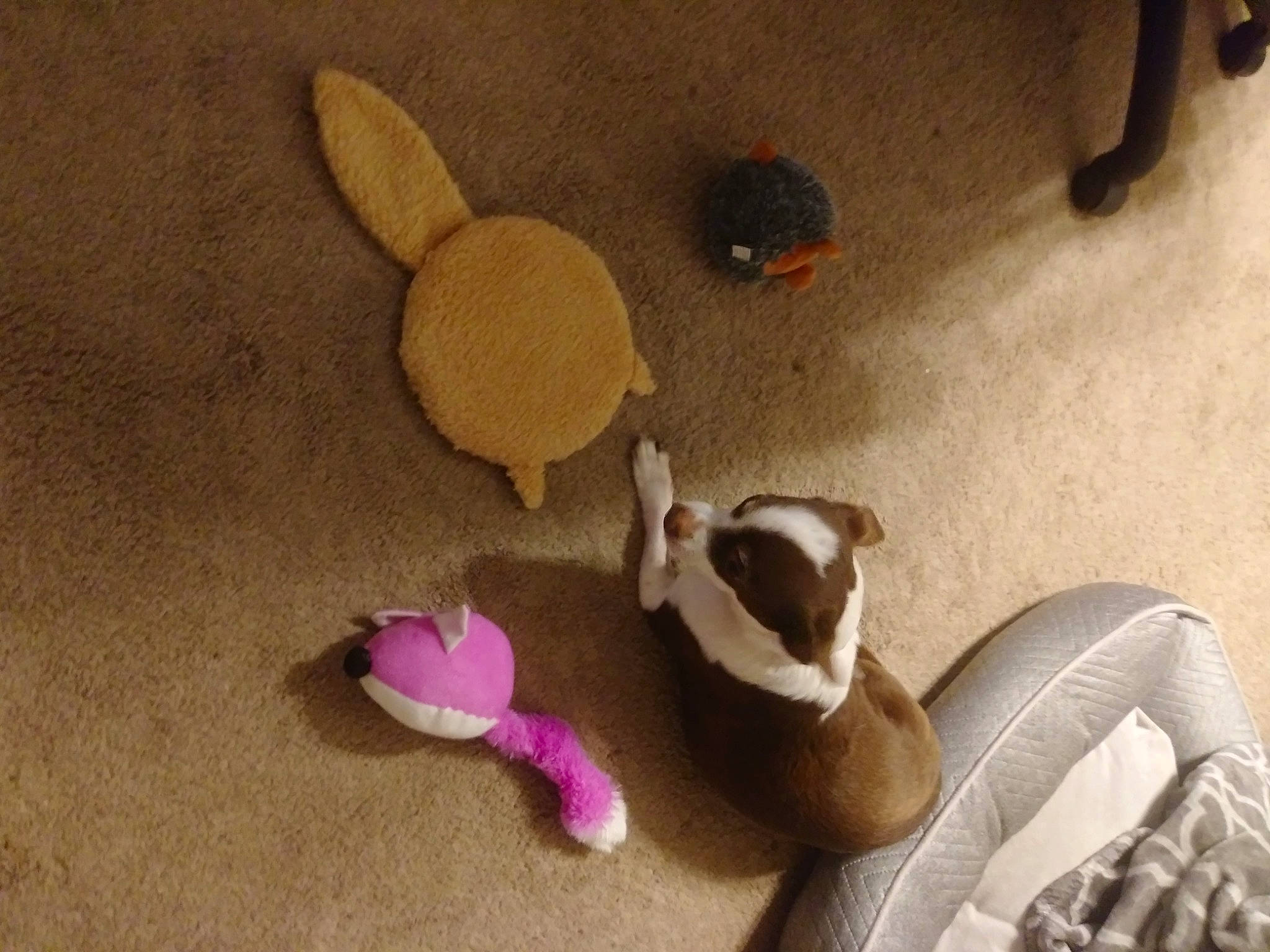 Bandit is registered to the contest to win money with this photo: art, baby_toys, bag, ceiling, circle, comfort, companion_dog, fawn, flooring, linens, plush, room, shadow, still_life, still_life_photography, stuffed_toy, tail, teddy_bear, toy, wood