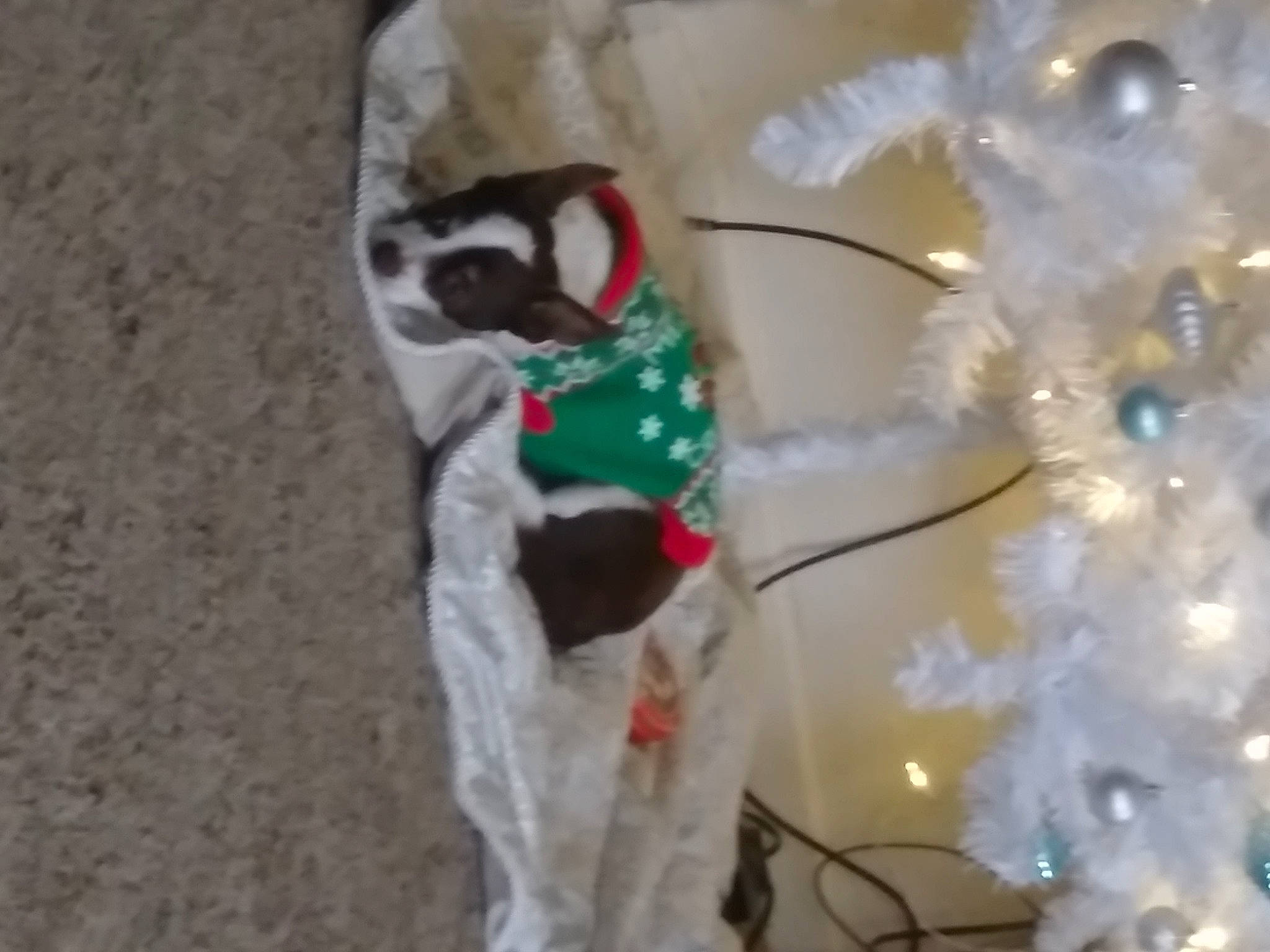 Bandit joined the competition — help win amazing prizes! carmine, carnivore, christmas, christmas_decoration, christmas_eve, christmas_ornament, christmas_tree, conifer, dog_supply, event, fir, fur, holiday, holiday_ornament, interior_design, mammal, ornament, tradition, twig, winter