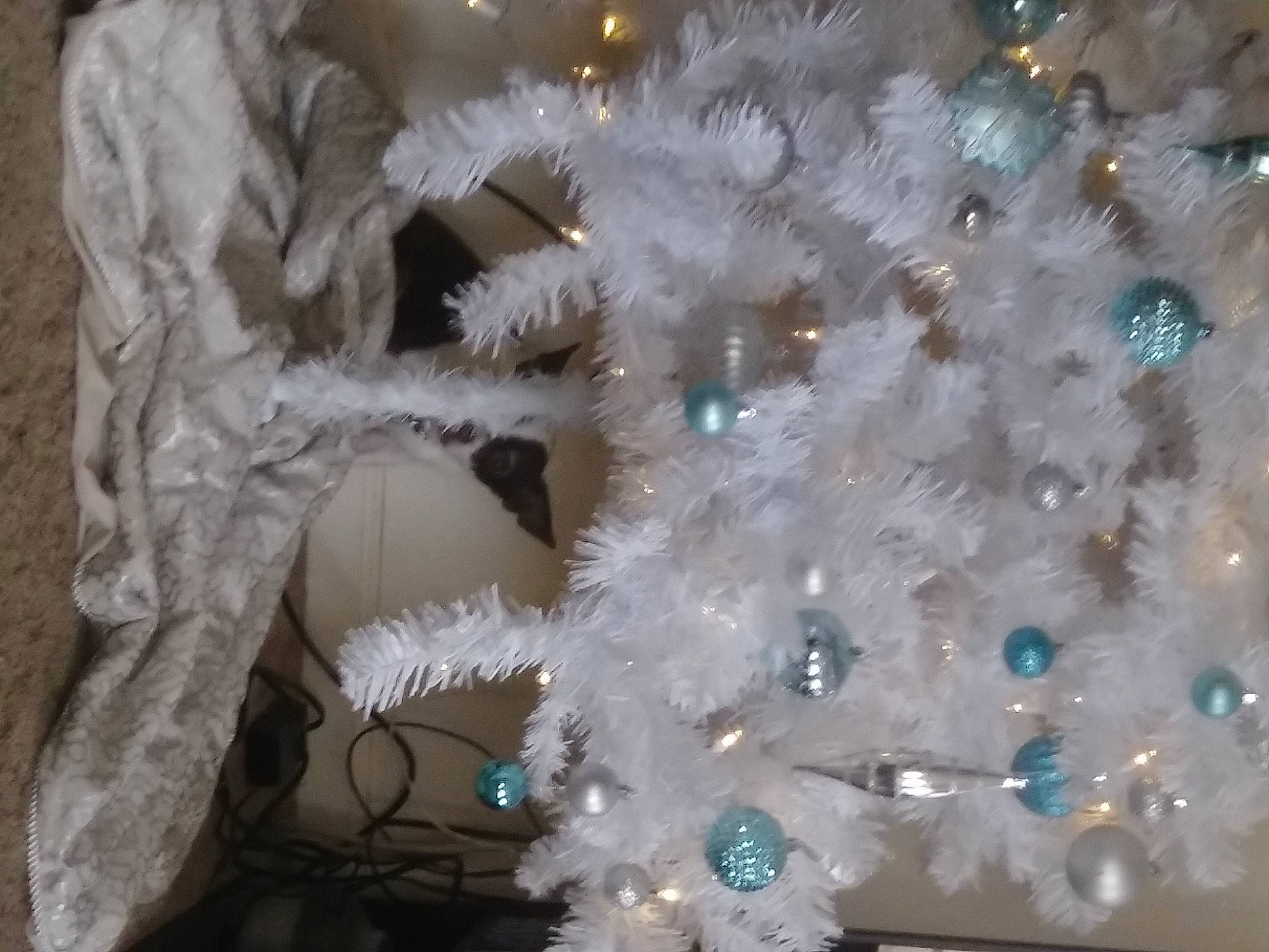 Bandit is registered to the contest to win money with this photo: ceiling, christmas, christmas_decoration, christmas_ornament, christmas_tree, conifer, decoration, event, evergreen, fashion_accessory, feather, freezing, glass, holiday_ornament, jewellery, natural_material, ornament, transparent_material, twig, wood