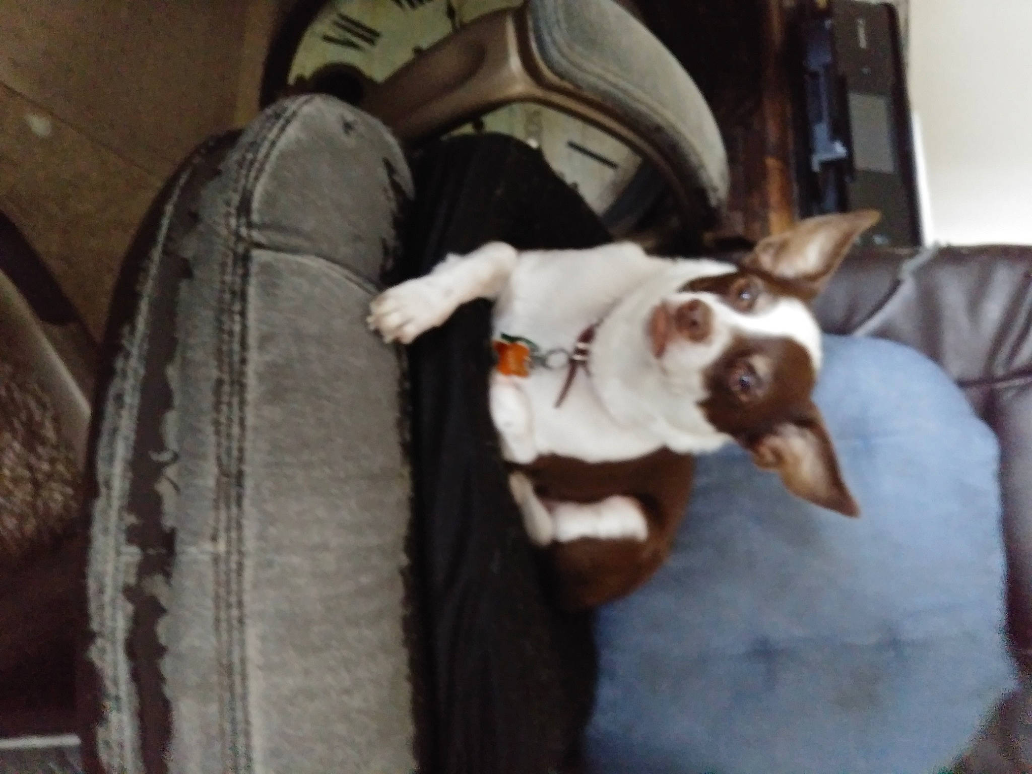 Bandit joined the competition — help win amazing prizes! canidae, carnivore, collar, comfort, companion_dog, dog, dog_breed, dog_collar, ear, fawn, felidae, fur, jaw, sighthound, small_to_medium_sized_cats, snout, sporting_group, tail, whiskers, working_animal