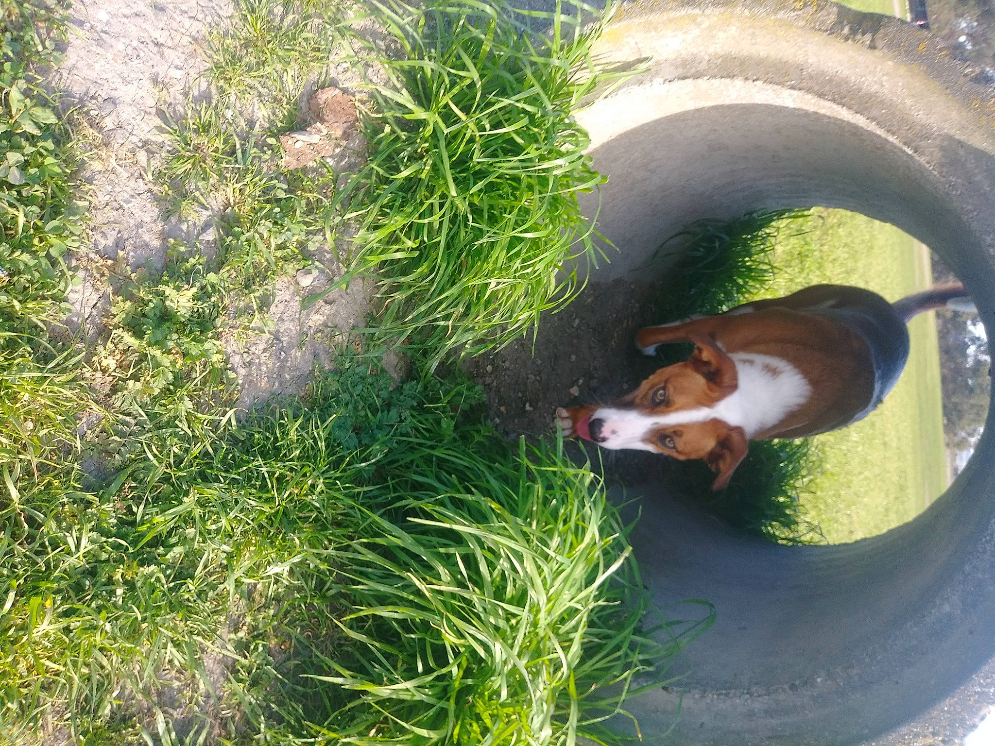 Tiger Sr. Pets A Lot joined the competition — help win amazing prizes! canidae, carnivore, companion_dog, dog, dog_breed, fawn, grass, grass_family, groundcover, landscape, plant, shrub, snout, soil, sporting_group, sunlight, tail, terrestrial_animal, wildlife, working_animal