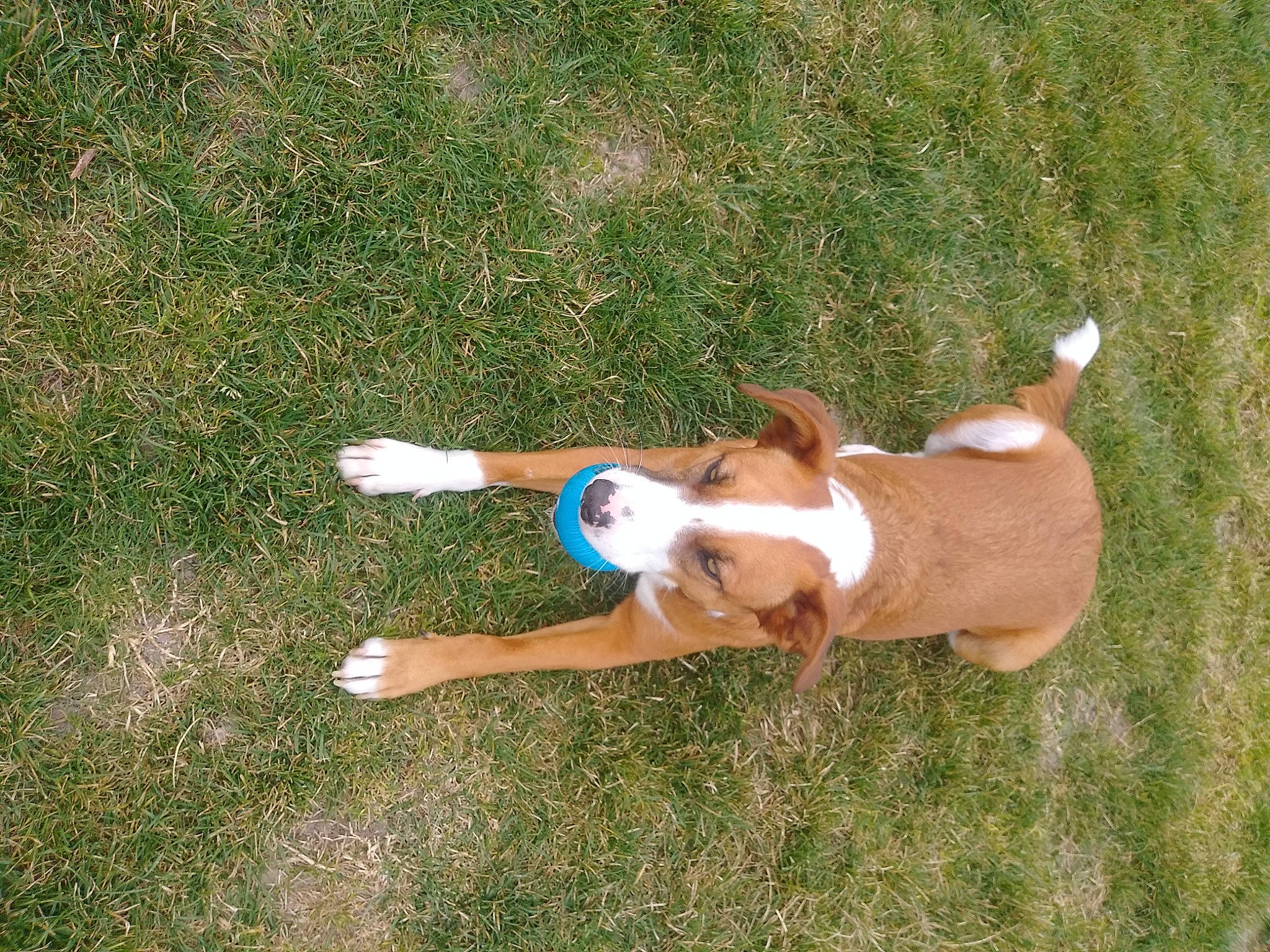 Tiger Sr. Pets A Lot joined the competition — help win amazing prizes! canidae, carnivore, companion_dog, dog, dog_breed, fawn, grass, grassland, groundcover, happy, human_leg, knee, leisure, non_sporting_group, people_in_nature, plant, sporting_group, tail, wood, working_animal