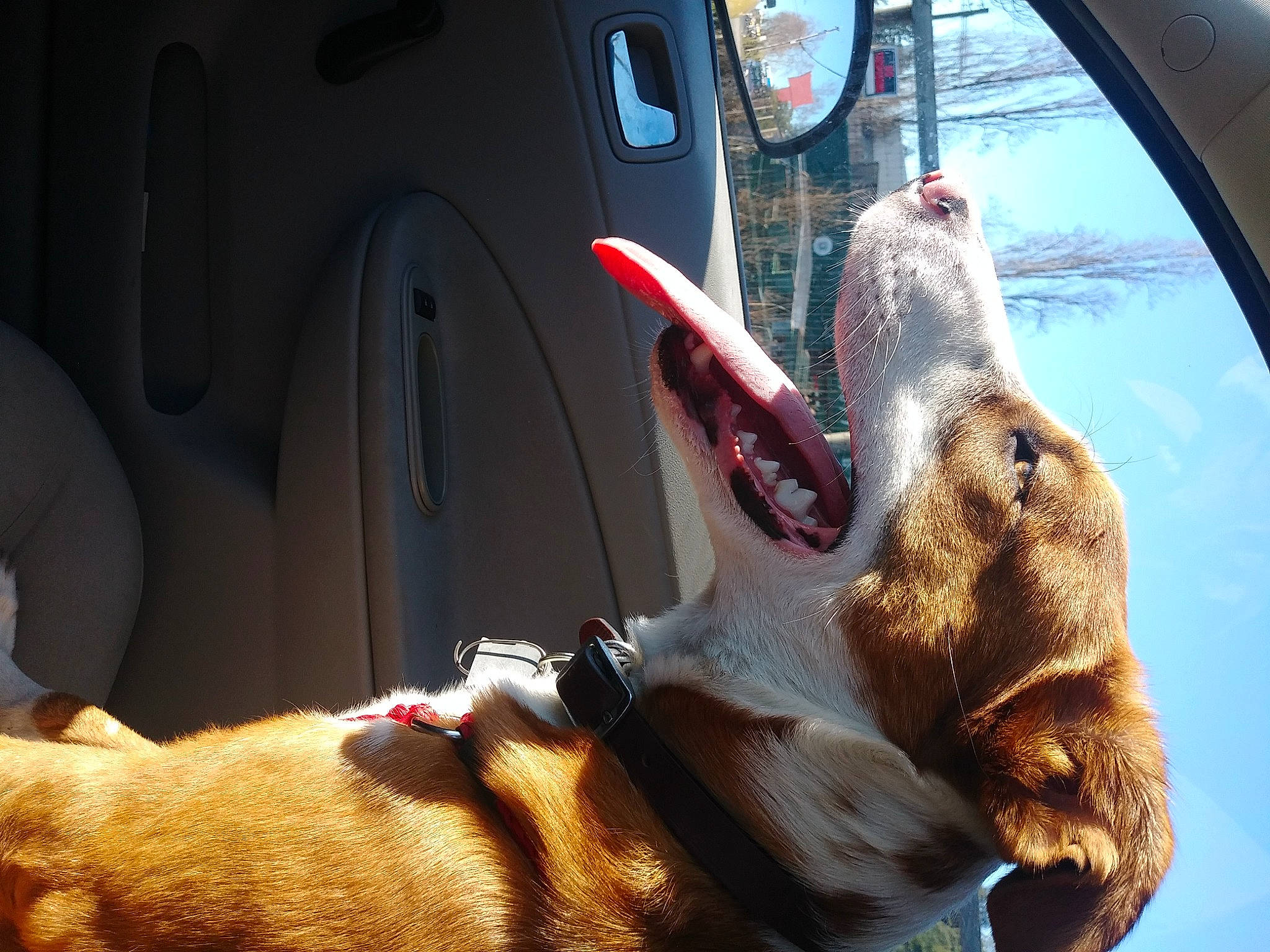 Tiger Sr. Pets A Lot