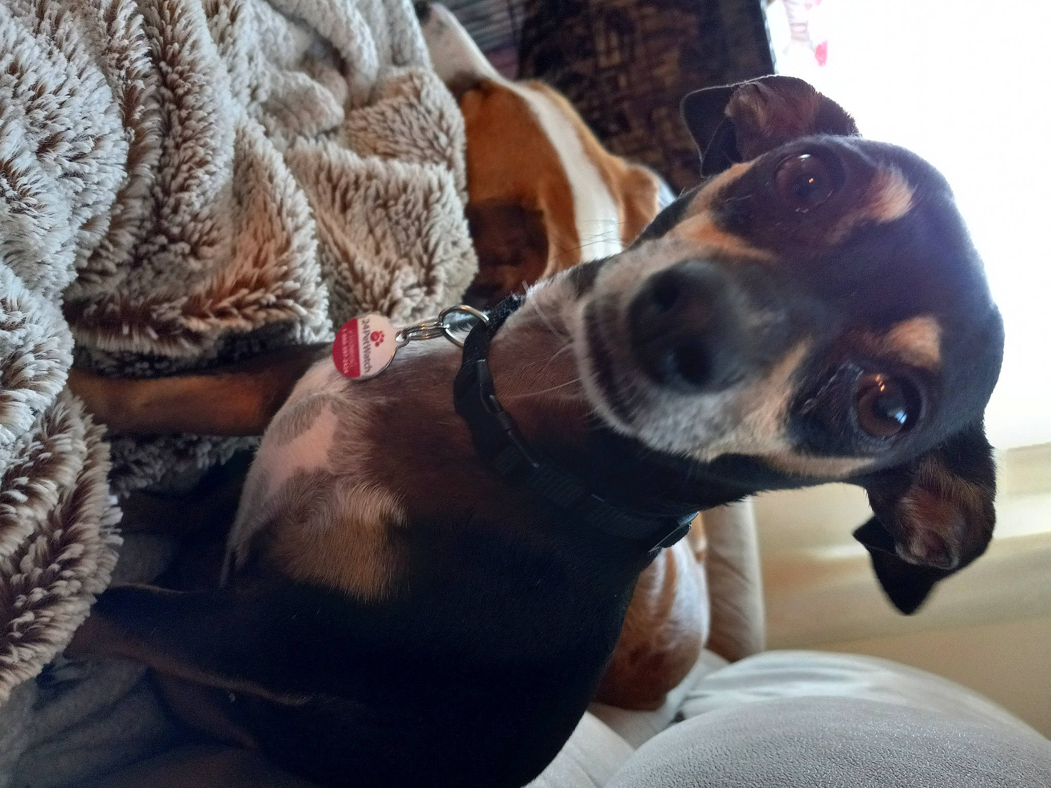 Lola is registered to the contest to win money with this photo: canidae, carnivore, collar, comfort, companion_dog, dog, dog_breed, dog_collar, ear, fawn, fur, guard_dog, hound, paw, scent_hound, snout, sporting_group, whiskers, working_animal, working_dog