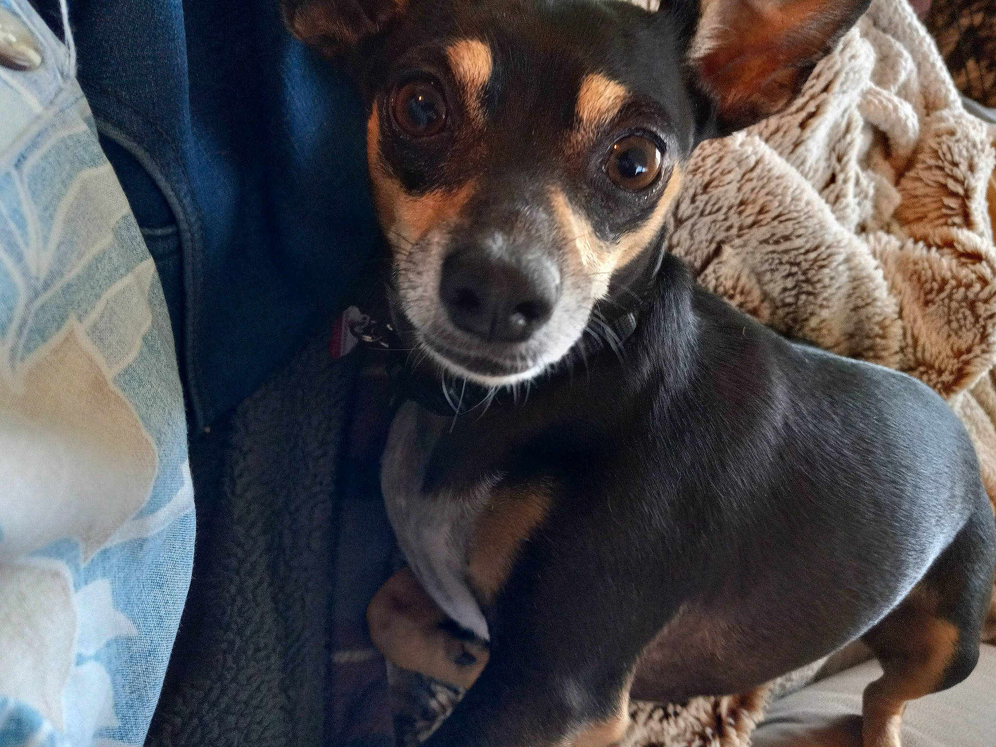 Lola is registered to the contest to win money with this photo: ancient_dog_breeds, canidae, carnivore, chihuahua, companion_dog, corgi_chihuahua, dog, dog_breed, fawn, fur, plant, russkiy_toy, snout, sporting_group, terrestrial_animal, terrier, toy_dog, whiskers, working_animal