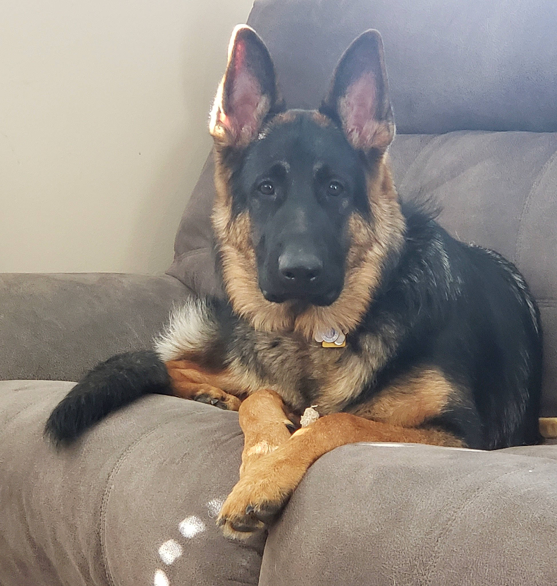 Quill is registered to the contest to win money with this photo: canidae, carnivore, comfort, companion_dog, dog, dog_breed, ear, east_european_shepherd, german_shepherd_dog, guard_dog, herding_dog, king_shepherd, old_german_shepherd_dog, paw, sleeper_chair, snout, sporting_group, working_dog