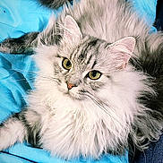Olympe a rejoint le concours — aidez-le/la à gagner de superbes lots ! asian_semi_longhair, blue, carnivoran, cat, cat_like_mammal, close_up, domestic_long_haired_cat, eye, fur, kitten, maine_coon, mammal, norwegian_forest_cat, persian, ragamuffin, siberian, small_to_medium_sized_cats, snout, vertebrate, whiskers