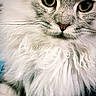 Olympe participe au concours pour gagner de l'argent avec cette photo : asian_semi_longhair, british_semi_longhair, burmilla, cat, cat_like_mammal, close_up, domestic_long_haired_cat, domestic_short_haired_cat, eye, fur, kitten, mammal, nose, persian, ragamuffin, ragdoll, siberian, small_to_medium_sized_cats, snout, whiskers