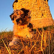 Baku participe au concours pour gagner de l'argent avec cette photo : dog, puppy, fluffy, outdoor, grass, dry_grass, stone_tower, ruins, ancient_architecture, landscape, sunset_light, golden_hour, blue_sky, portrait, sitting, collar, fur, long_ears, low_angle, nature