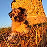dog, puppy, fluffy, outdoor, grass, dry_grass, stone_tower, ruins, ancient_architecture, landscape, sunset_light, golden_hour, blue_sky, portrait, sitting, collar, fur, long_ears, low_angle, nature