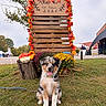 Baku participe au concours pour gagner de l'argent avec cette photo : dog, puppy, australian_shepherd, sitting, outdoor, autumn, fall, festival, flowers, chrysanthemums, pumpkins, gourds, wooden_sign, tree, grass, leash, pet, fluffy, portrait, colorful