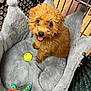 Emmy is registered to the contest to win money with this photo: dog, puppy, toy_poodle, brown_fur, curly_fur, plush_bed, grey_bed, tennis_ball, toy_octopus, shopping_cart, pet_store, tongue_out, big_eyes, looking_up, cozy, indoor, happy, small_dog, metal_grid, hardwood_floor