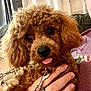 Emmy joined the competition — help win amazing prizes! dog, puppy, toy_poodle, curly_fur, brown_fur, tongue_out, black_nose, cute, close_up, hand_holding, leash_clip, collar, couch, curtains, glasses, ring, indoors, portrait, eyes, fur_texture