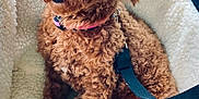 Emmy joined the competition — help win amazing prizes! dog, poodle, toy_poodle, pet, bow, pink_bow, curly_fur, brown_fur, big_eyes, car_seat, blanket, leash, harness, portrait, alert, cute, sitting, indoor, plush_bed, close_up