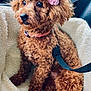dog, poodle, toy_poodle, pet, bow, pink_bow, curly_fur, brown_fur, big_eyes, car_seat, blanket, leash, harness, portrait, alert, cute, sitting, indoor, plush_bed, close_up