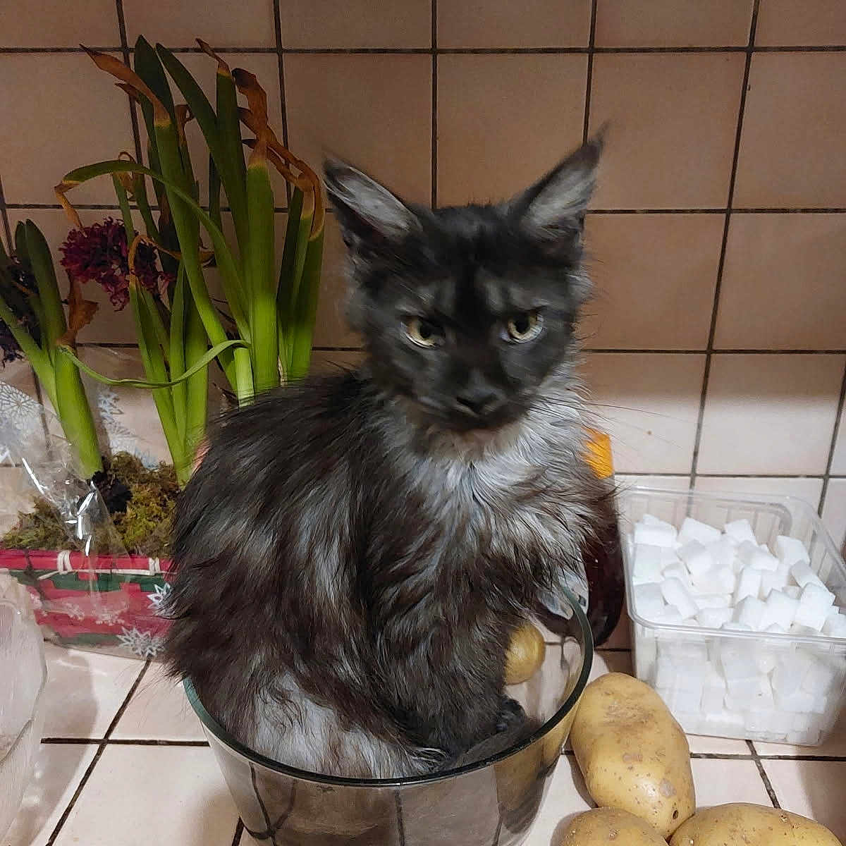 Nala participe au concours pour gagner de l'argent avec cette photo : animal, black_cat, cat, close_up, countertop, curious, cute, domestic, feline, fur, glass_bowl, greenery, indoor, kitchen, pet, plants, potatoes, sitting, sugar_cubes, tiles